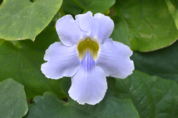 Bengal trumpet (Thunbergia grandiflora) from Central of Thailand