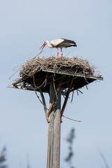 White stork in nest atop a wooden pole