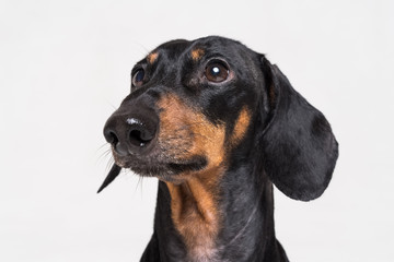  Portrait cute close-up of Dachshund, black and  tan, isolated on gray background.