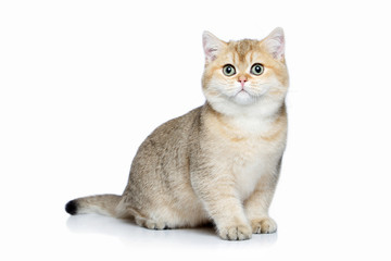 Cat. Small golden british kitten on white background