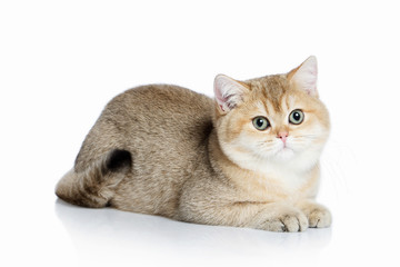 Cat. Small golden british kitten on white background