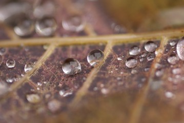 drops on leaf