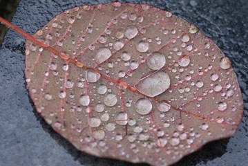 Leaf in autumn on ground of rain