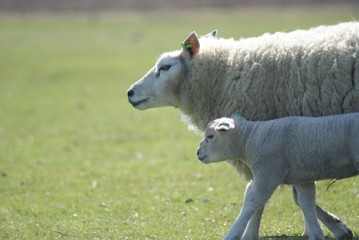 Sheep mother and child