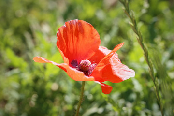 one poppy flower in nature
