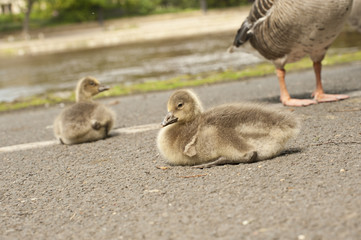 Fluffy baby goslings