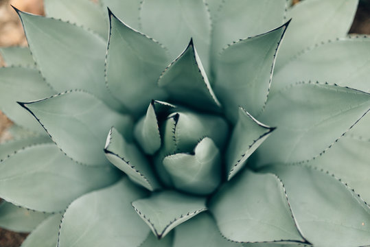 Succulent Plants