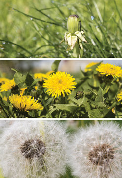 A collage of images of dandelions.