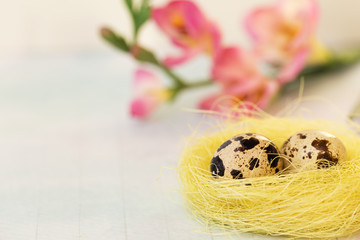 Easter quail eggs in a nest and flowers on a blue background. Spring holidays. Place for your text.