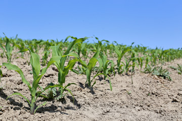 young corn field
