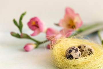 Easter quail eggs in a nest and flowers on a blue background. Spring holidays. Place for your text.