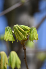 Frühling. Kastanien