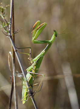 Mantis