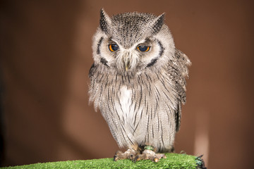 Small Owl waiting for display of falconry