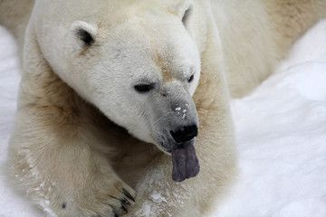 ours polaire © Pascal Huot