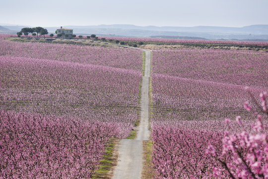 Blossom pink
