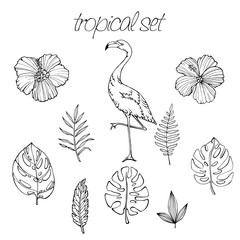 Vector Tropical set of tropical elements. Palm leaves, tropical plants, flowers, leaves, birds, flamingo, sketck in hand draw style.