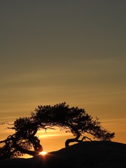 Fototapeta na wymiar Silhouette of an old pine tree