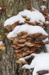 Flammulina velutipes mushrooms