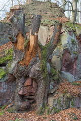 sehr alter in den Fels eingewachsener Baum auf dem Rochlitzer Berg in Sachsen
