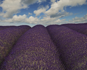 Lavender fields Snowshill Cotswolds