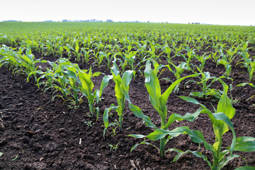 young corn field