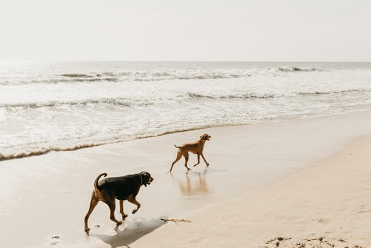 Dog Beach
