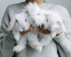 Female holding three white rabbits