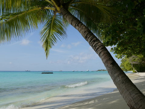 The Palm 