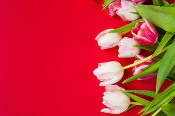  Vale tulips on a red background