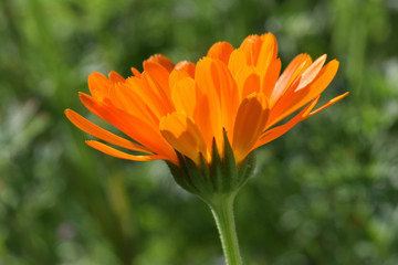 Calendula Orange Blur