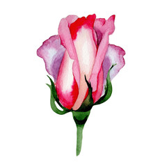 Fototapeta premium Wildflower hybrid rose flower in a watercolor style isolated. Full name of the plant: hybrid rose, hulthemia, rosa. Aquarelle wild flower for background, texture, wrapper pattern, frame or border.