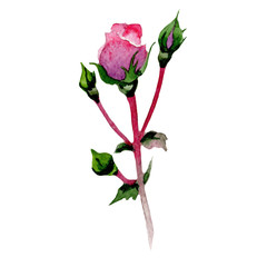 Wildflower hybrid rose flower in a watercolor style isolated. Full name of the plant: hybrid rose, hulthemia, rosa. Aquarelle wild flower for background, texture, wrapper pattern, frame or border.