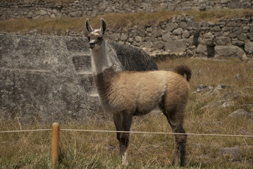 Lama Machu Picchu Peru