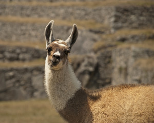 Lama Machu Picchu Peru
