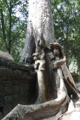 Fototapeta na wymiar Kapok Tree Angkor