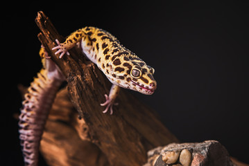 Gekon tygrysi © Micha