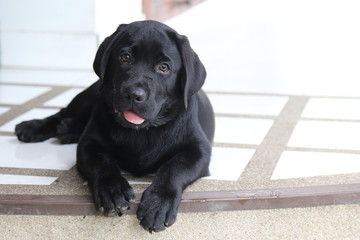 black labrador puppy