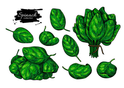 Spinach leaves hand drawn vector set. Vegetable illustration.