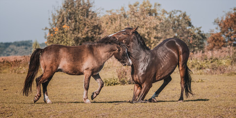 koniki © Micha