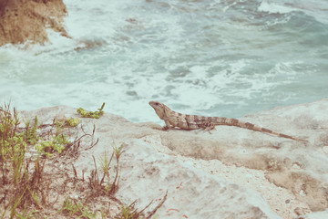 Fauna