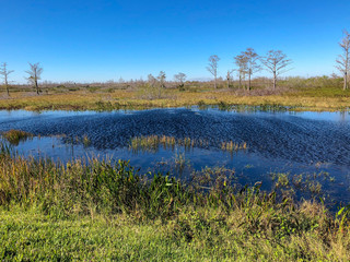 windy winter swamp landscape
