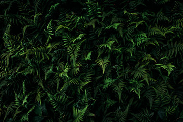 leafy green fern background