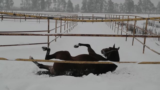 horse is lying and frolic on the snow. Slow motion video