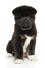 American Akita dog puppy sits on white background