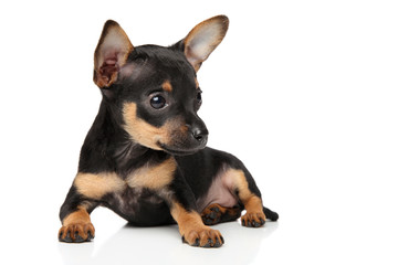 Obraz premium Toy terrier puppy on white background