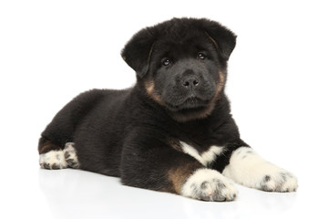 American Akita dog puppy on white background