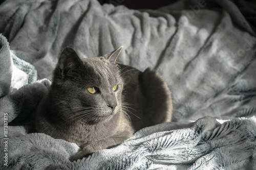 Un Chat Gris Aux Yeux Jaunes Couché Sur Une Couverture Gris
