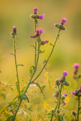 kwiaty polne © Micha