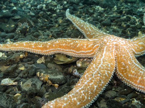 Mottled Star (Evasterias troschelii)
A Mottled Star photographed during a dive in southern British Columbia.